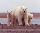 Белый медведь семьи